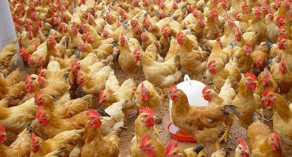 蛋雞疾病發(fā)生常見的主因與誘因以及防治措施